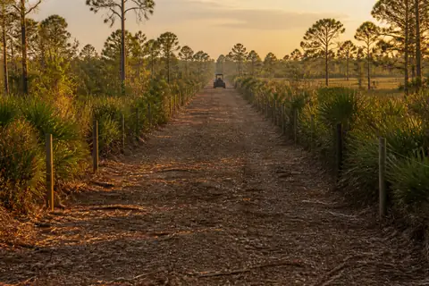 Narrow fence corridor cleared through vines and palmetto with boundary posts exposed