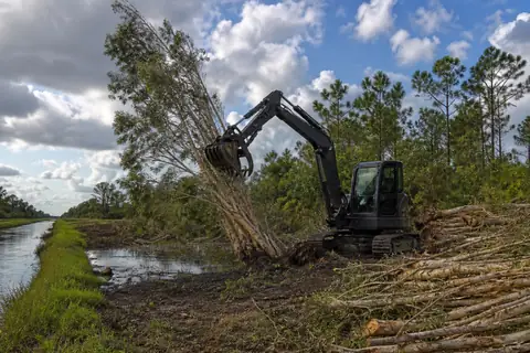 Invasive melaleuca stems marked for treatment beside a wet clearing in eastern Lee County