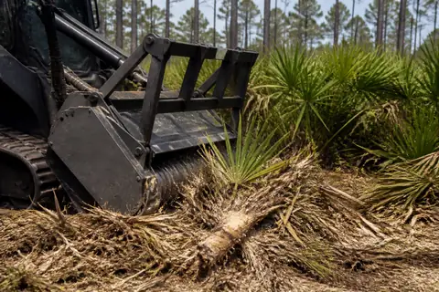 Dense saw palmetto selectively reduced between retained slash pines in inland Lee County