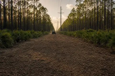 Roadside vegetation selectively opened around a drainage swale and utility marker in Lehigh Acres